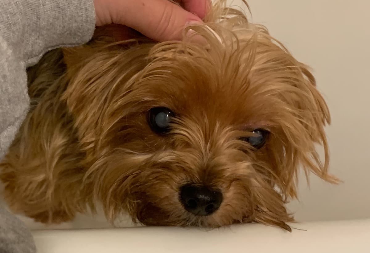 MyYorkieEyeSurgery