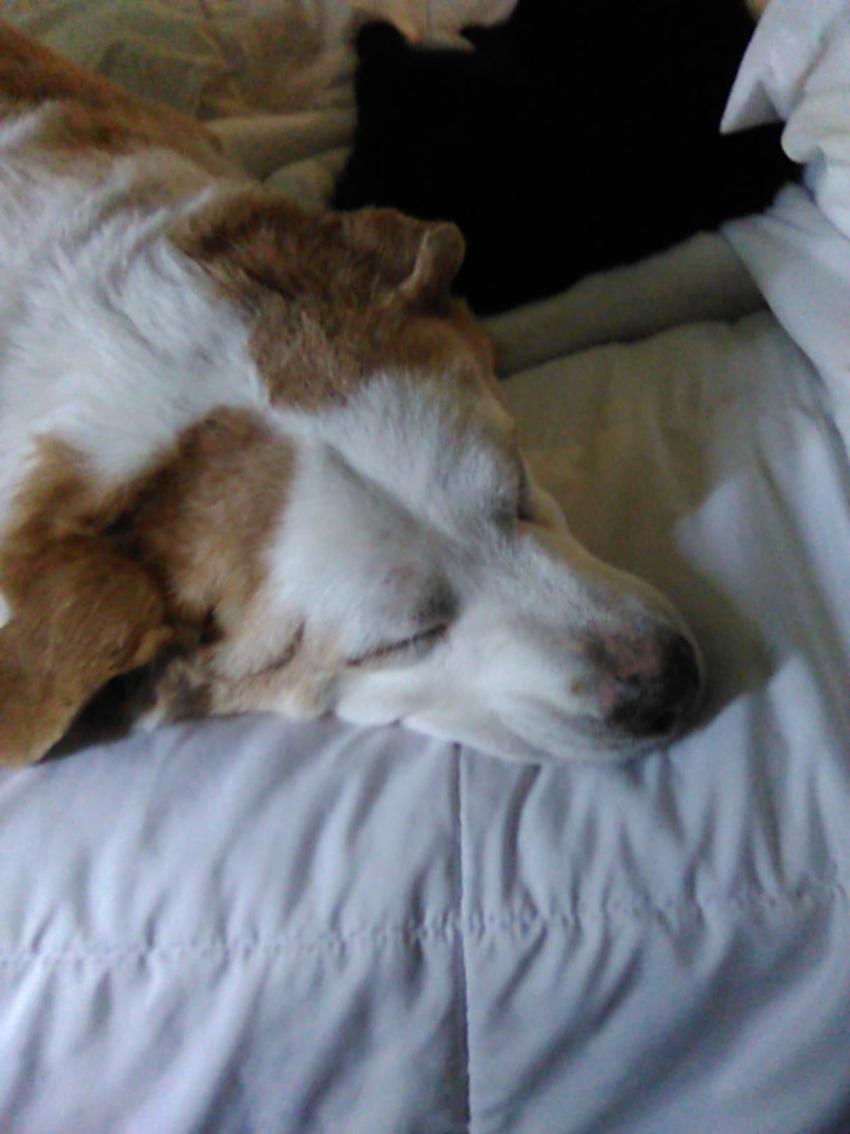MyDogIsVeryIll