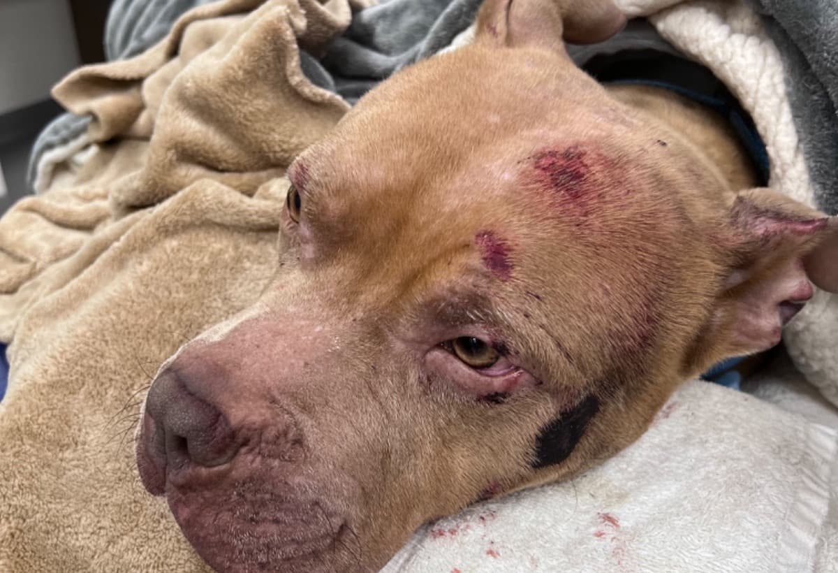 AMansBestFriendLouis