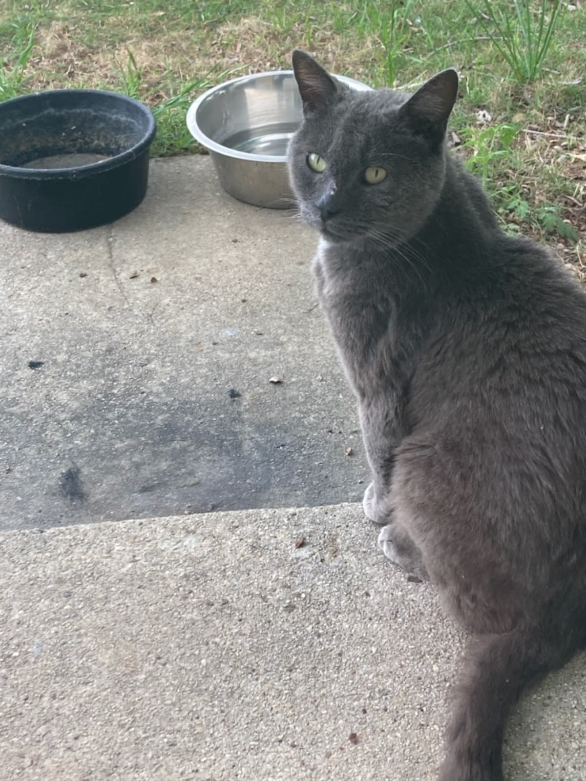 CatReunion