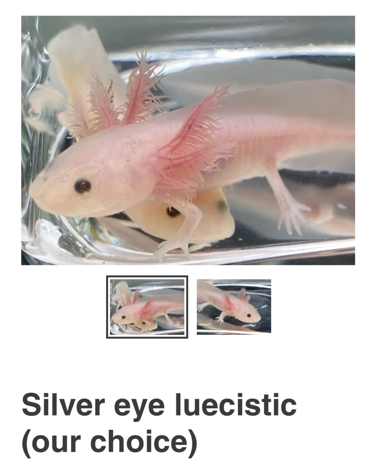 HelpMeRaiseMoneyForAnAxolotl