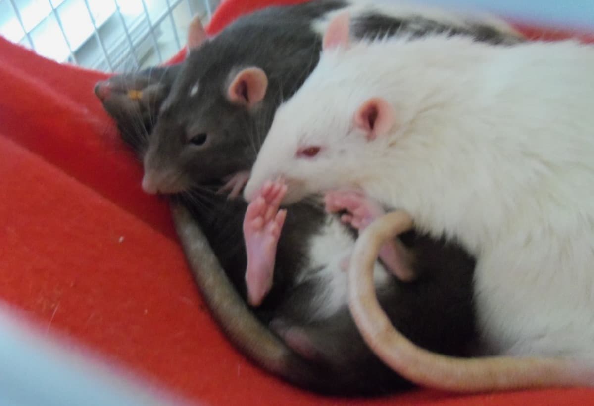 FuzzyBuddyWithATumor