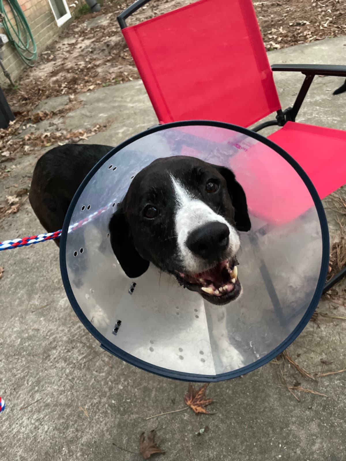 FundsForEirahTheHealingDog