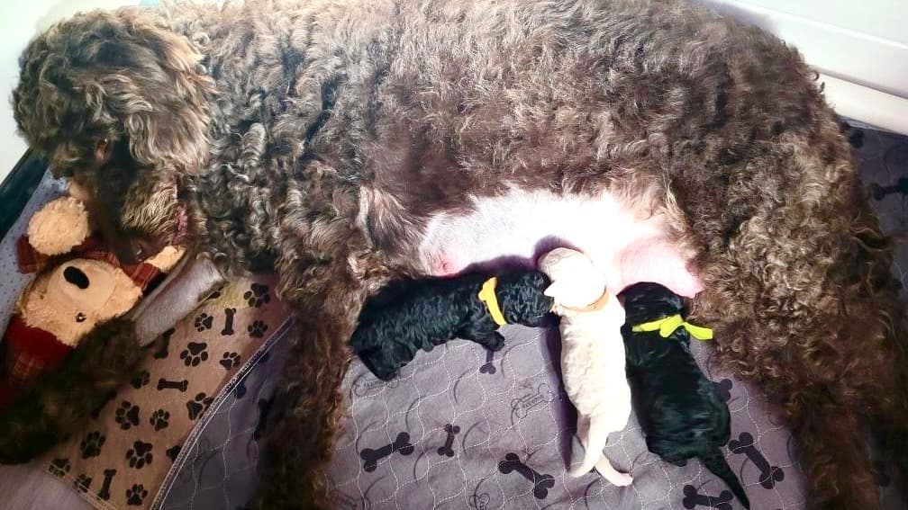 XmasPuppiesEmergencyDelivery