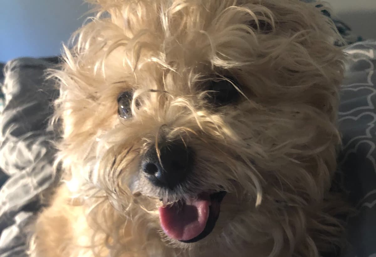 InLovingMemoryOfPhoenix