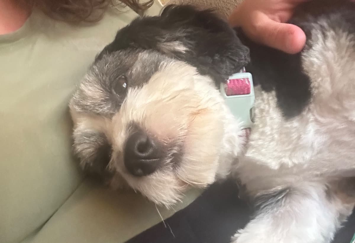 ServiceAnimalTraining