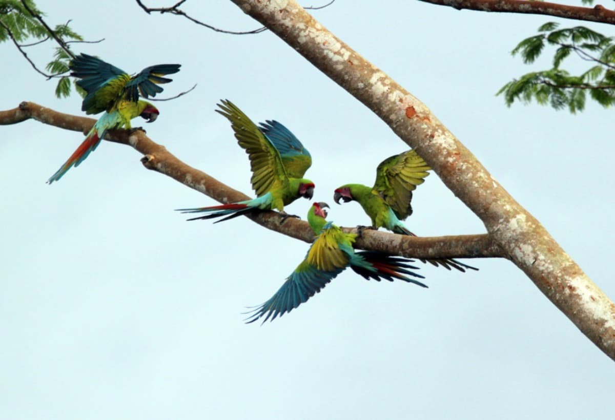 SavingGreatGreenMacaws