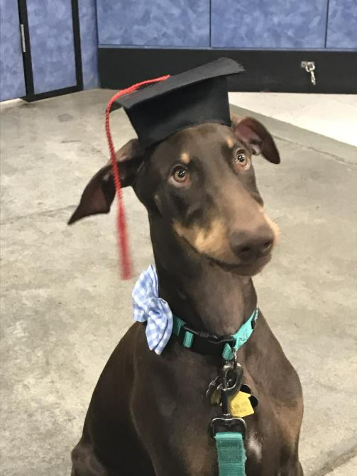 SurgeryForMyDoberman