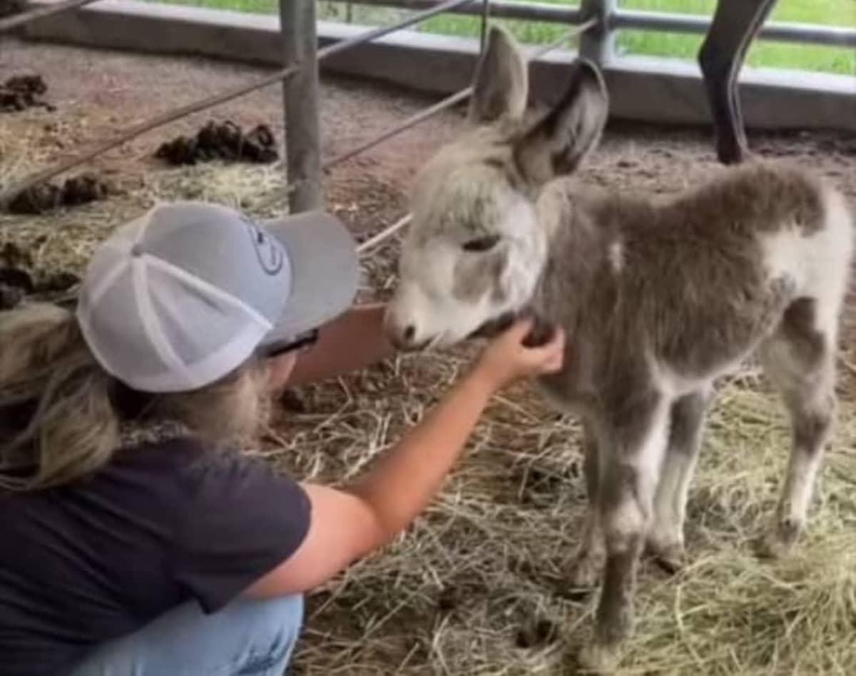 WILISONHOUSERESCUETEAM