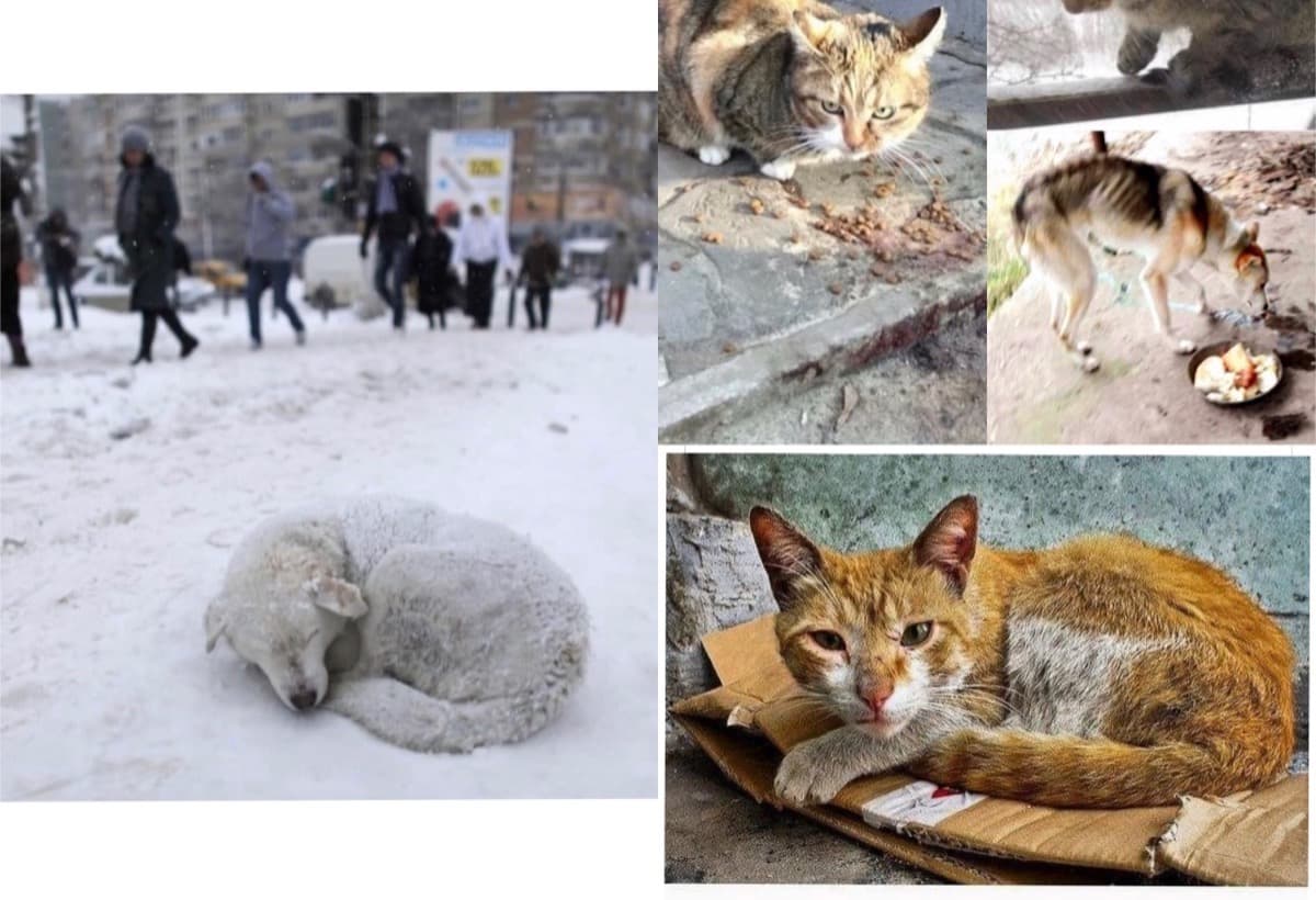 AnimalSheltersInUkraine