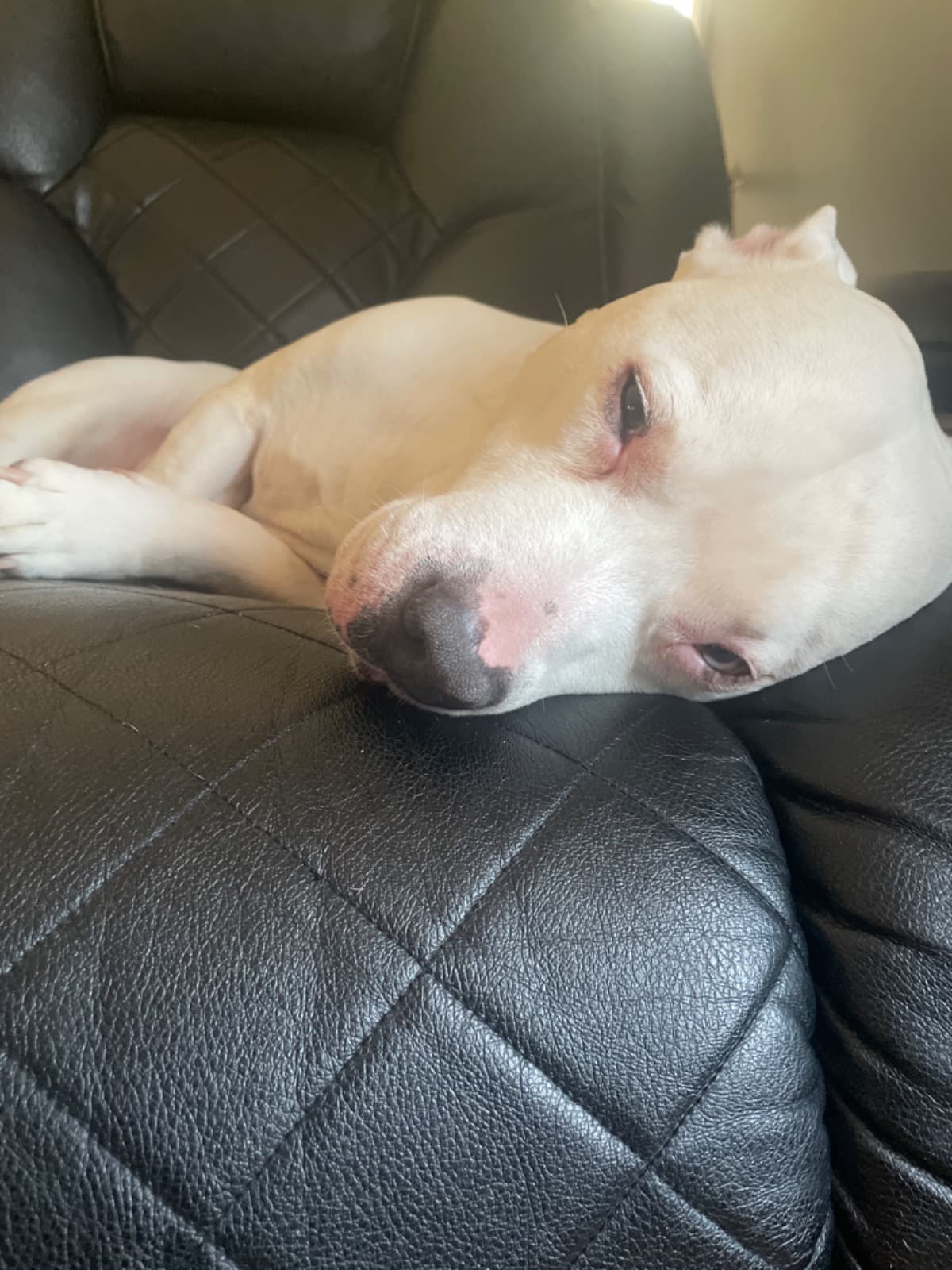 DESPERATELYNeedHelpWithVet