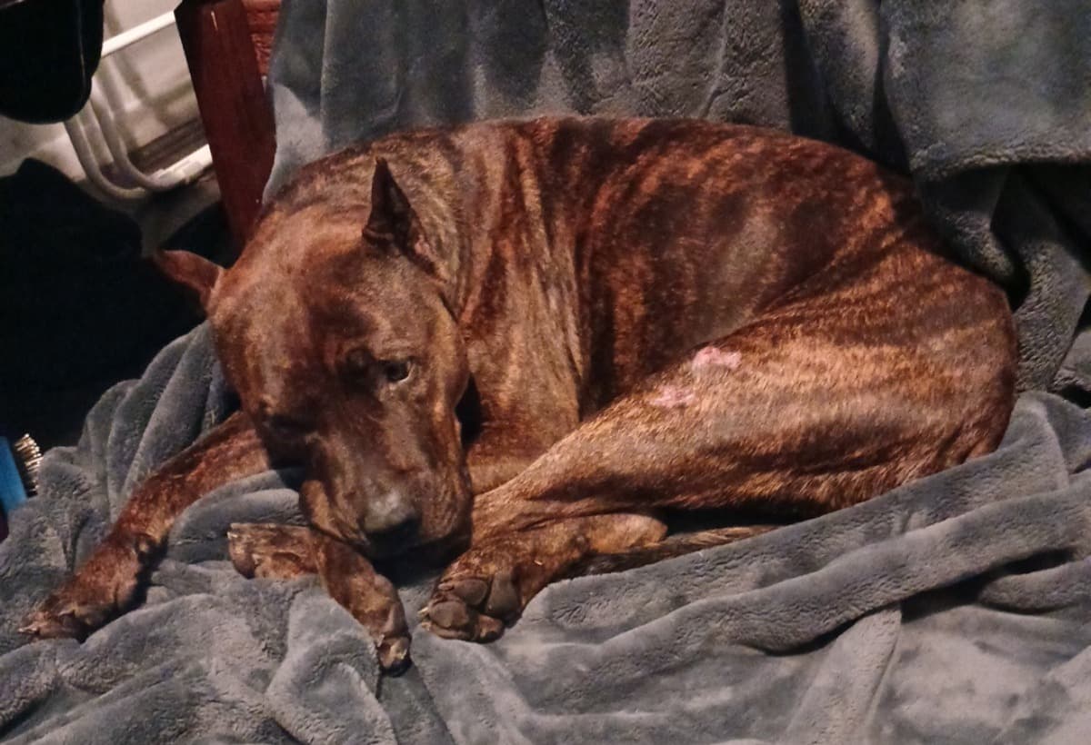 HelpRoscoGetToTheVet