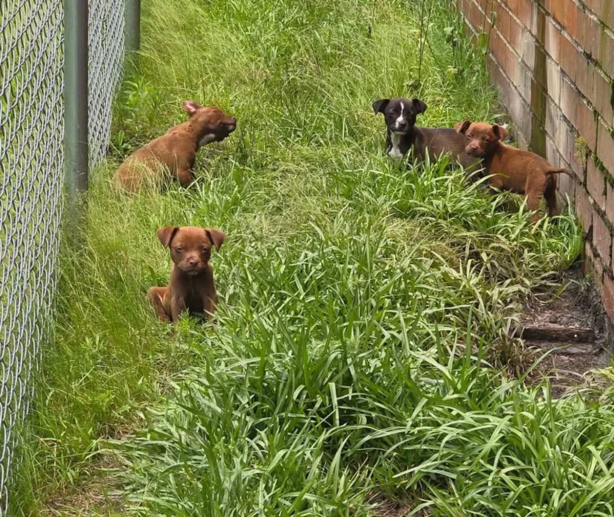 RaiseMoneyForPuppies