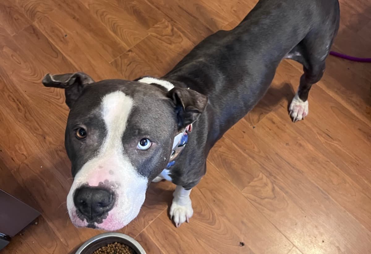 QueenAndHerBabiesNeedHelp