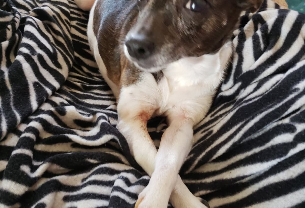 HelpForDelilahSurgery