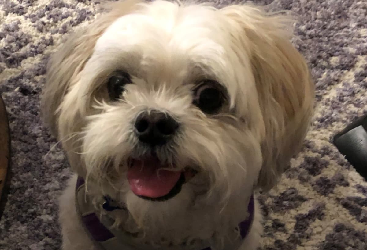 BuddyAnnualMedExpenses