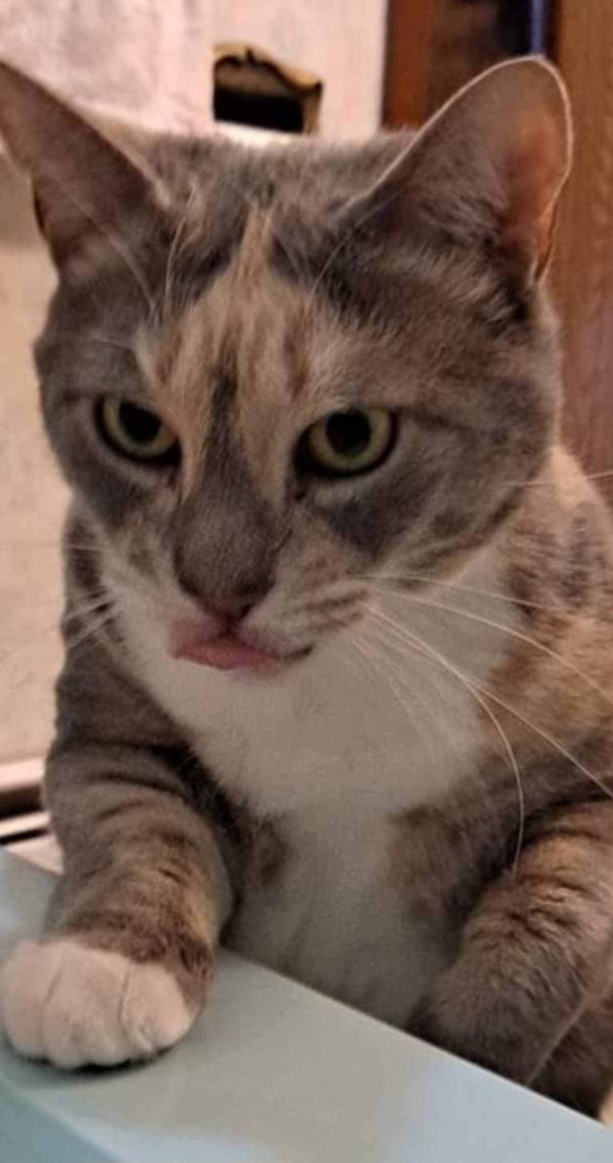 PastelNeedsHelpWithHerTail