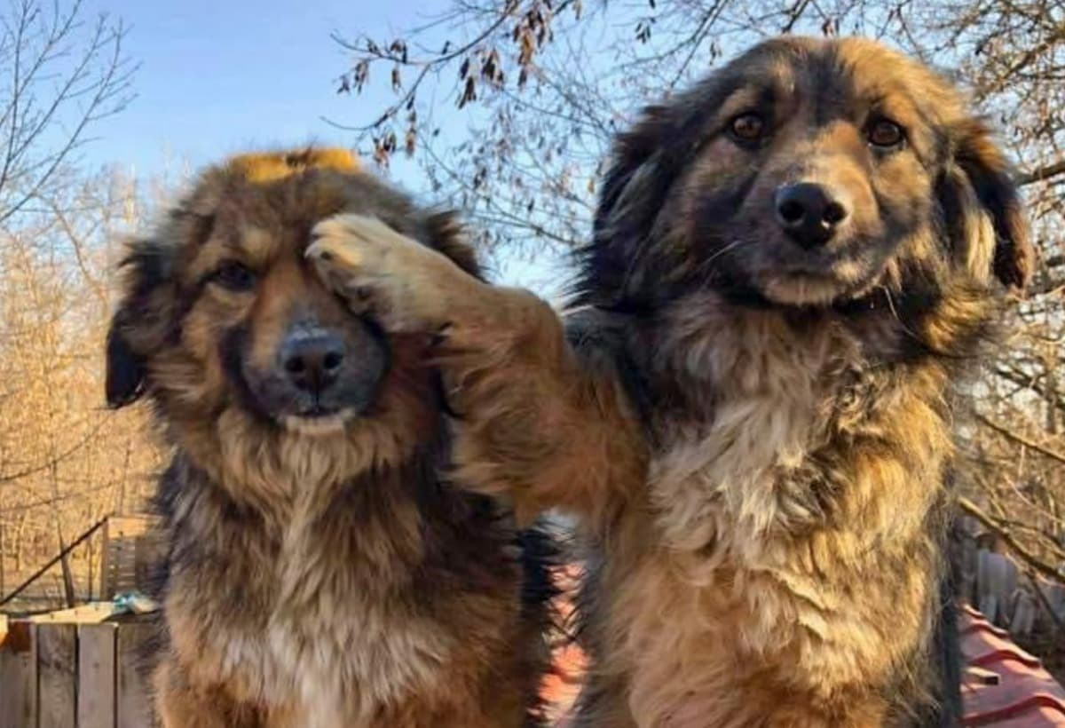 URGENTHelpForAnimalsOfUkraine