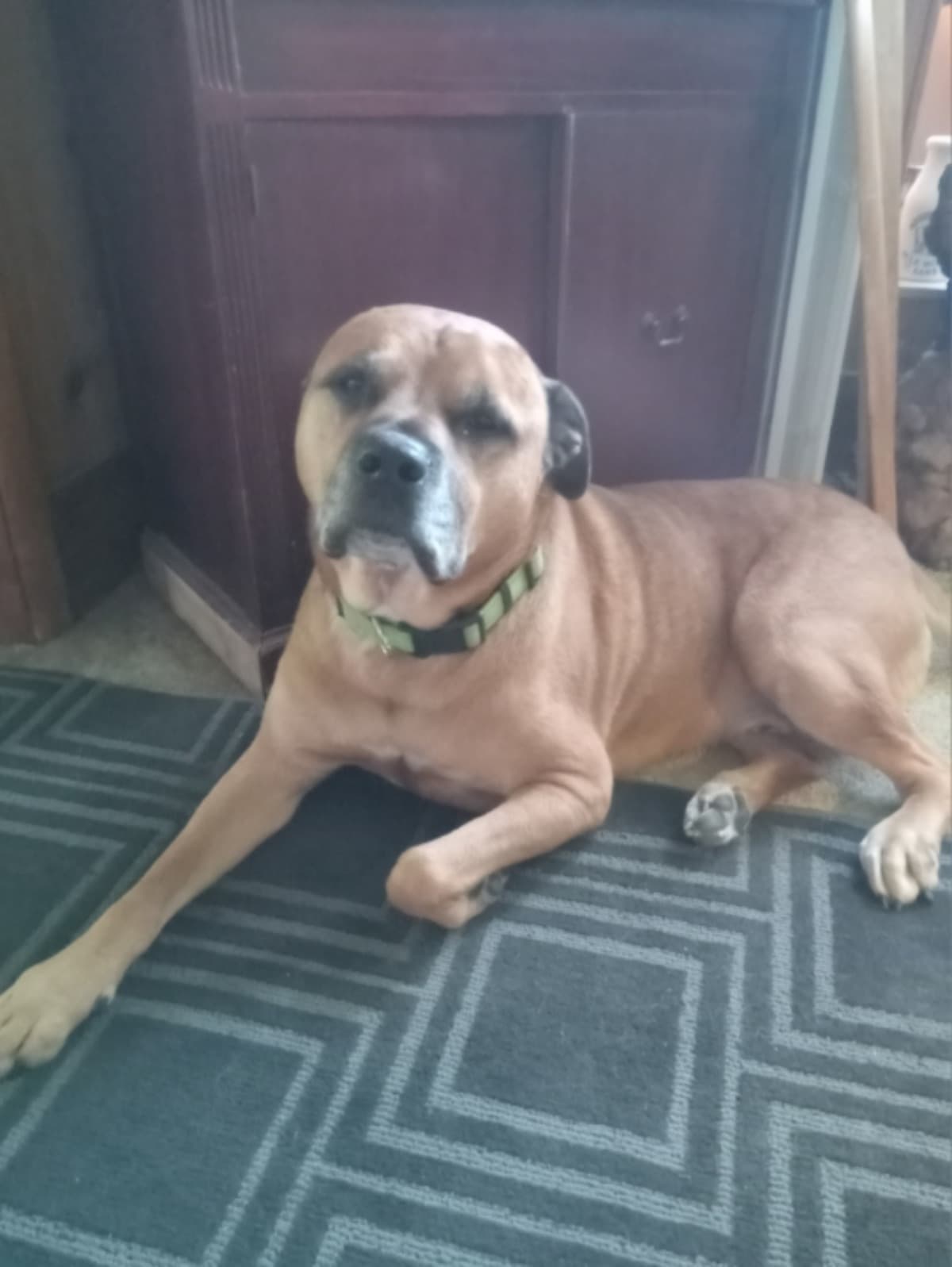 ShortySweetestDogEver