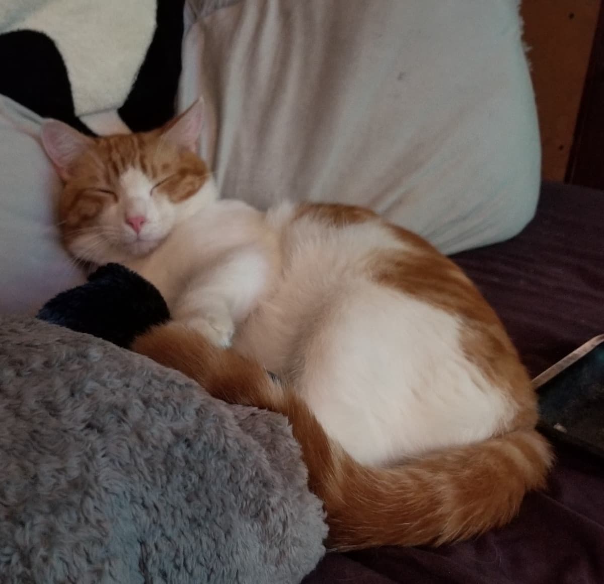 GettingMyKittyHome