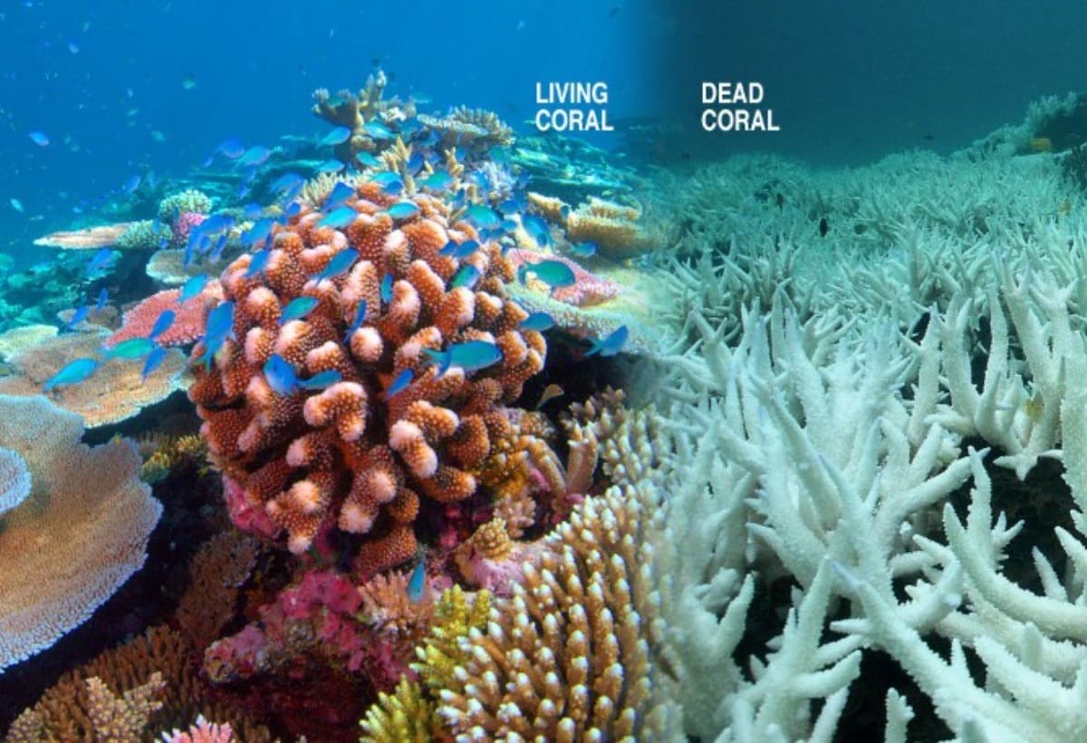 CoralReefRestoration
