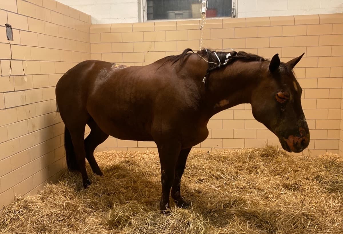 VetCareForSheebaDoughman