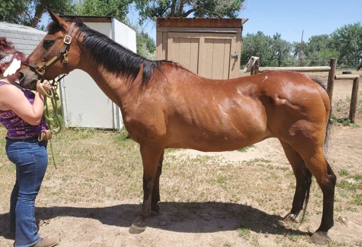 SkinnyHorseNeedsWeight