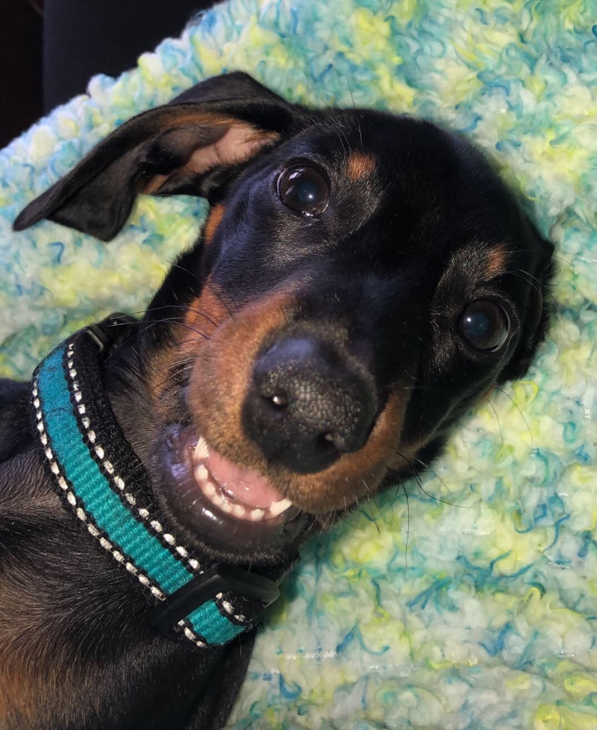 MrWeenie