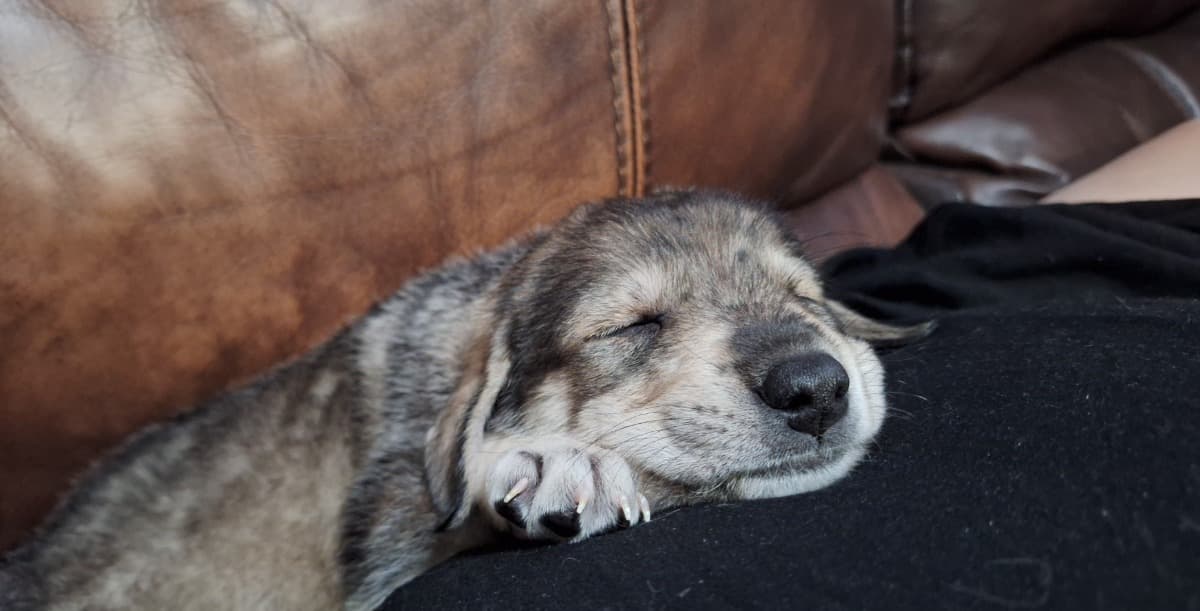 PuppyNeedSurgery