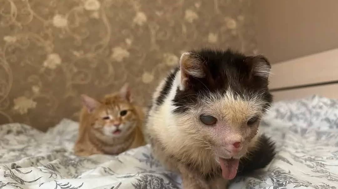 SaveStrayCats