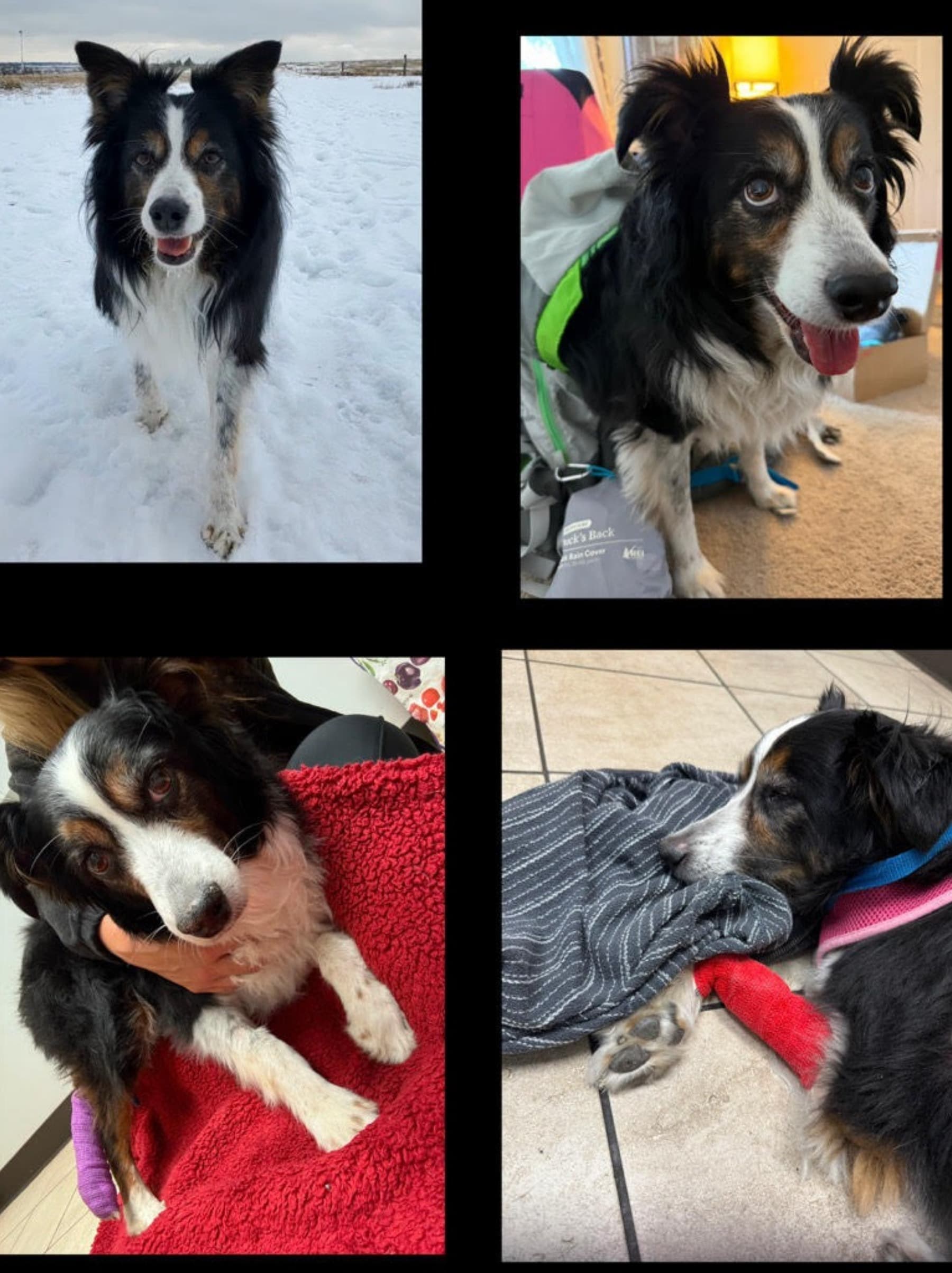 EmergencyVetFundForMia