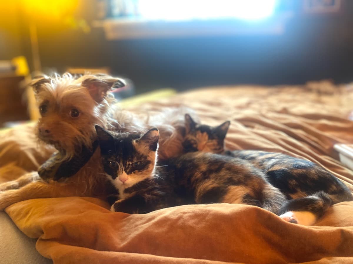 KittenSurgeryForMichele