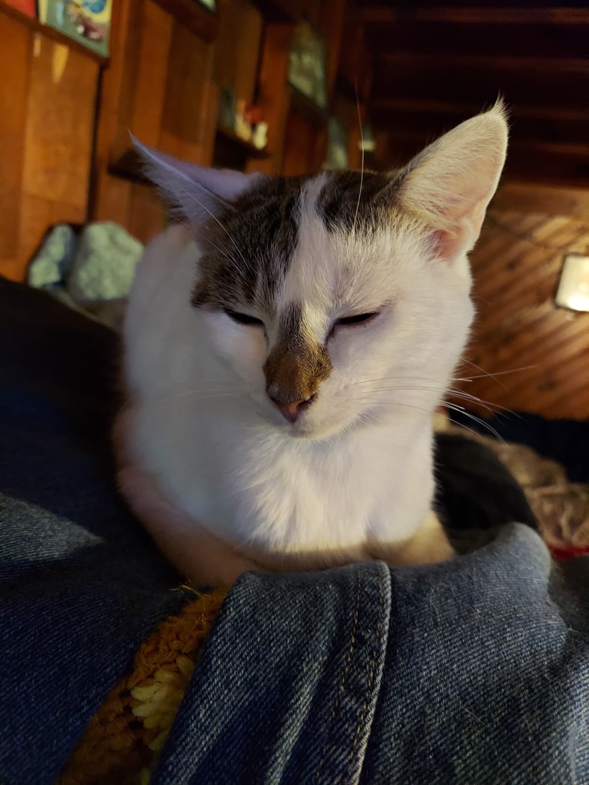 MyKittyEightHadAnEmergency