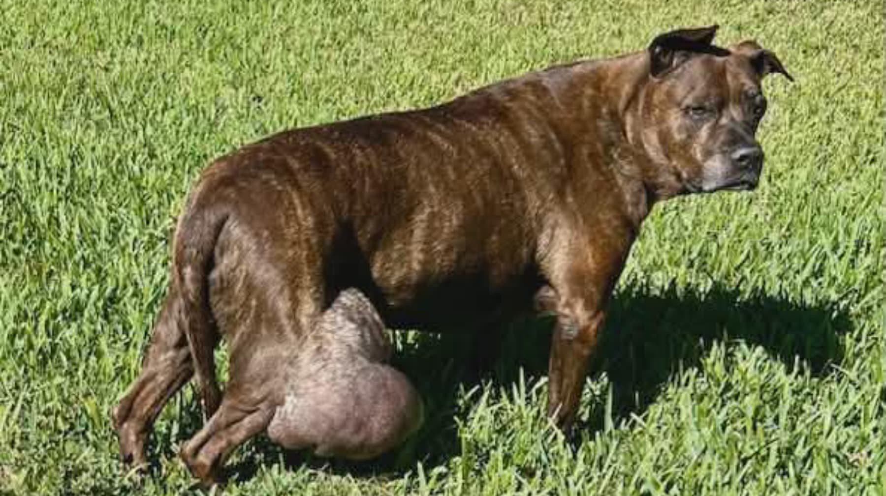 BotchedSurgeryNowDukeNeedsUs