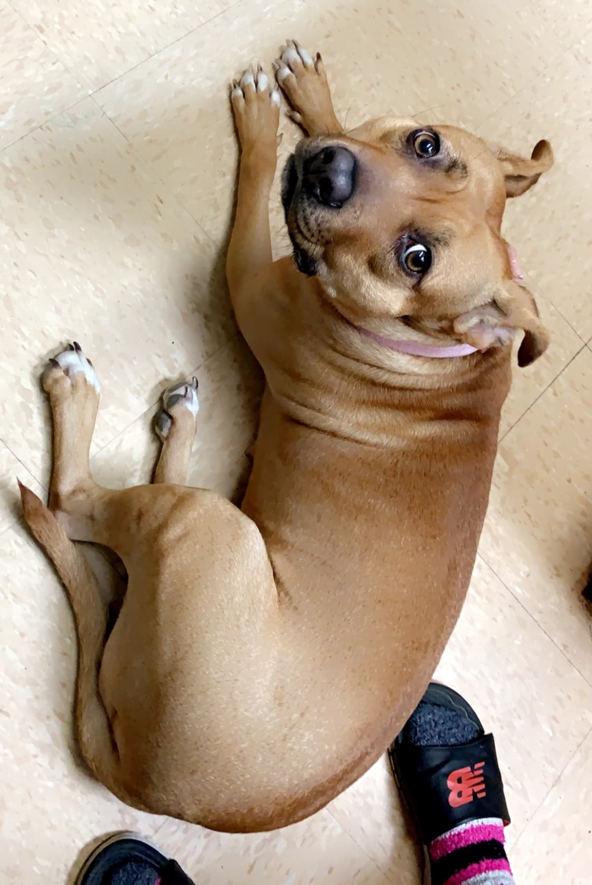 MySickDogLexi