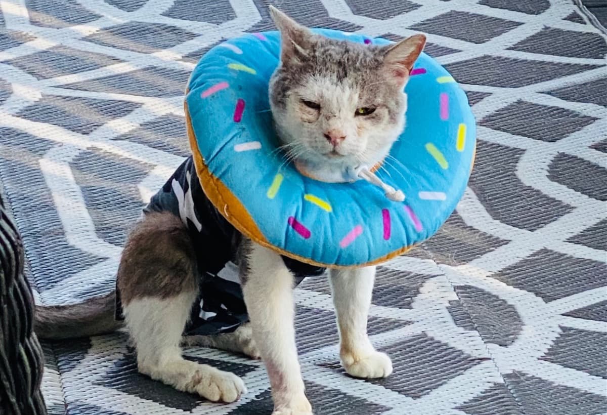 TeddyGregoryItchyKittyFund