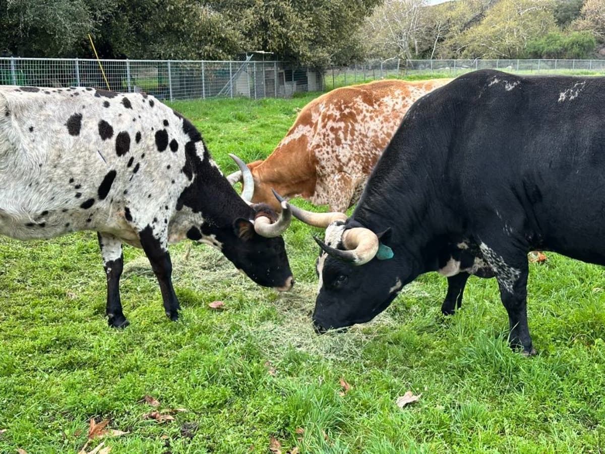 LonghornLegacy