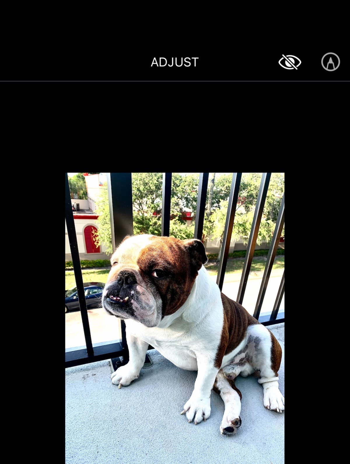 NigelTheBulldogSurgeries