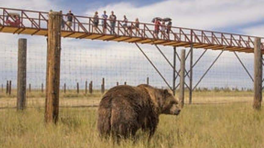 Yoga In The Wild: Supporting the Wild Animal Sanctuary