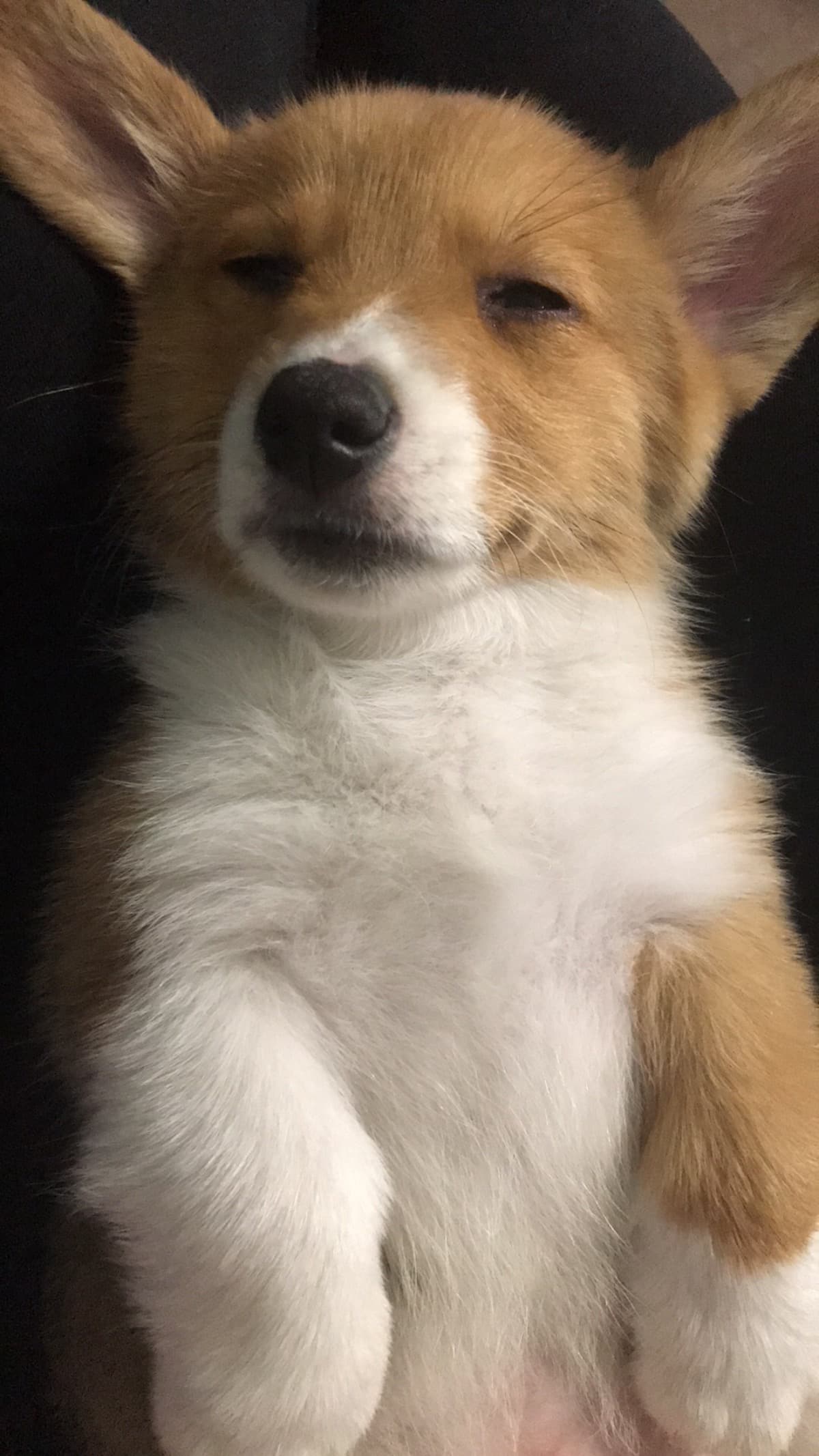 CorgiPuppyInNeed