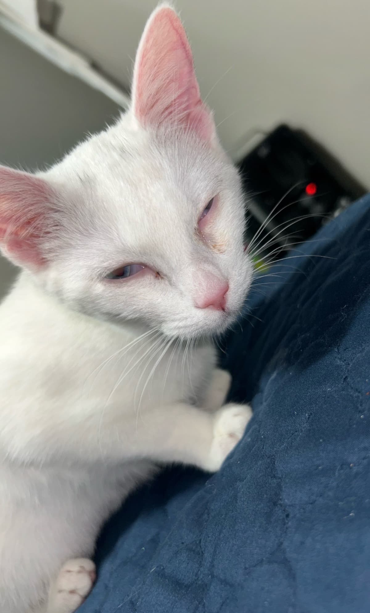 KittenWithHeartMurmur