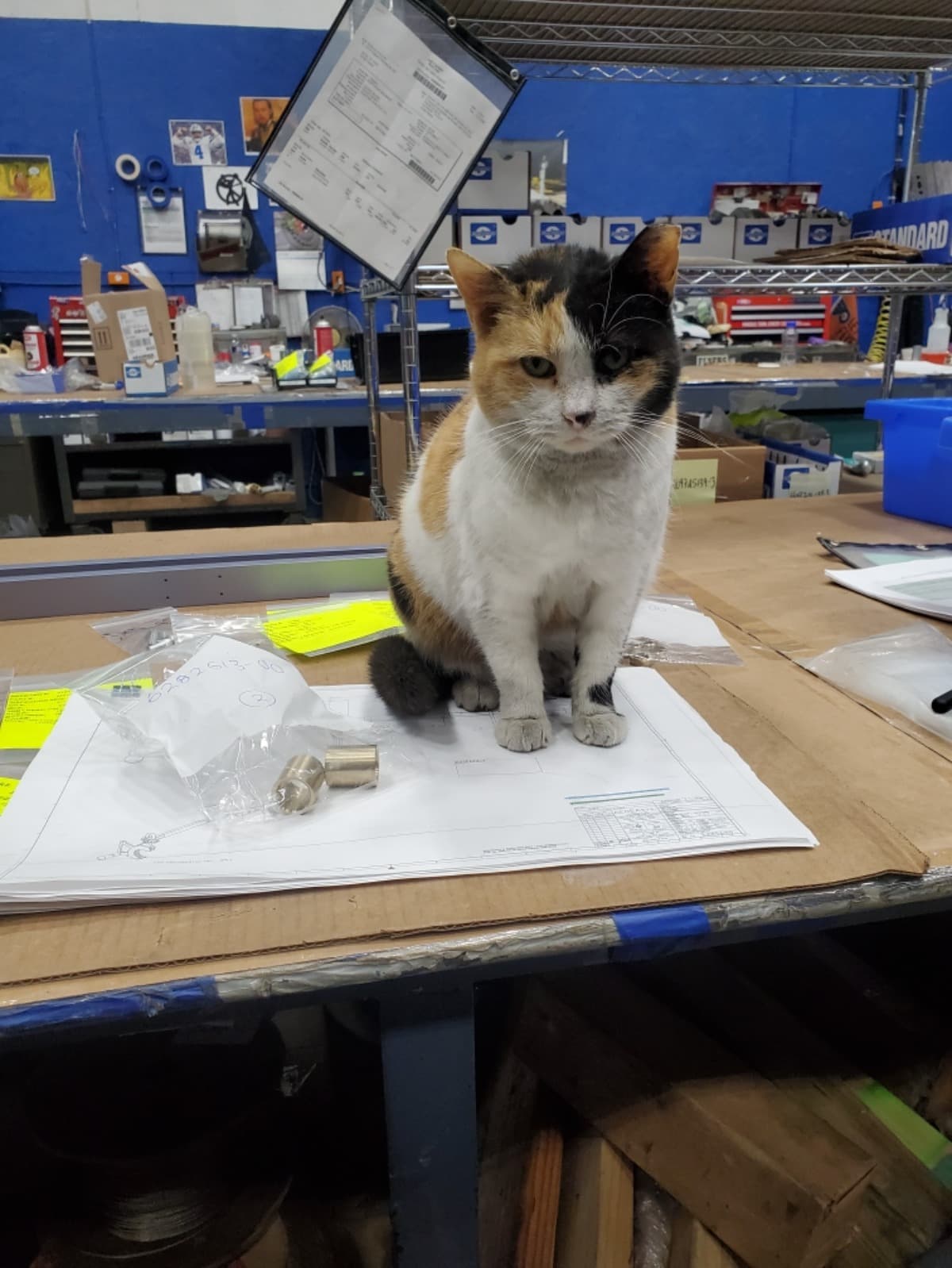 HelpValerieAkaMammaKitty