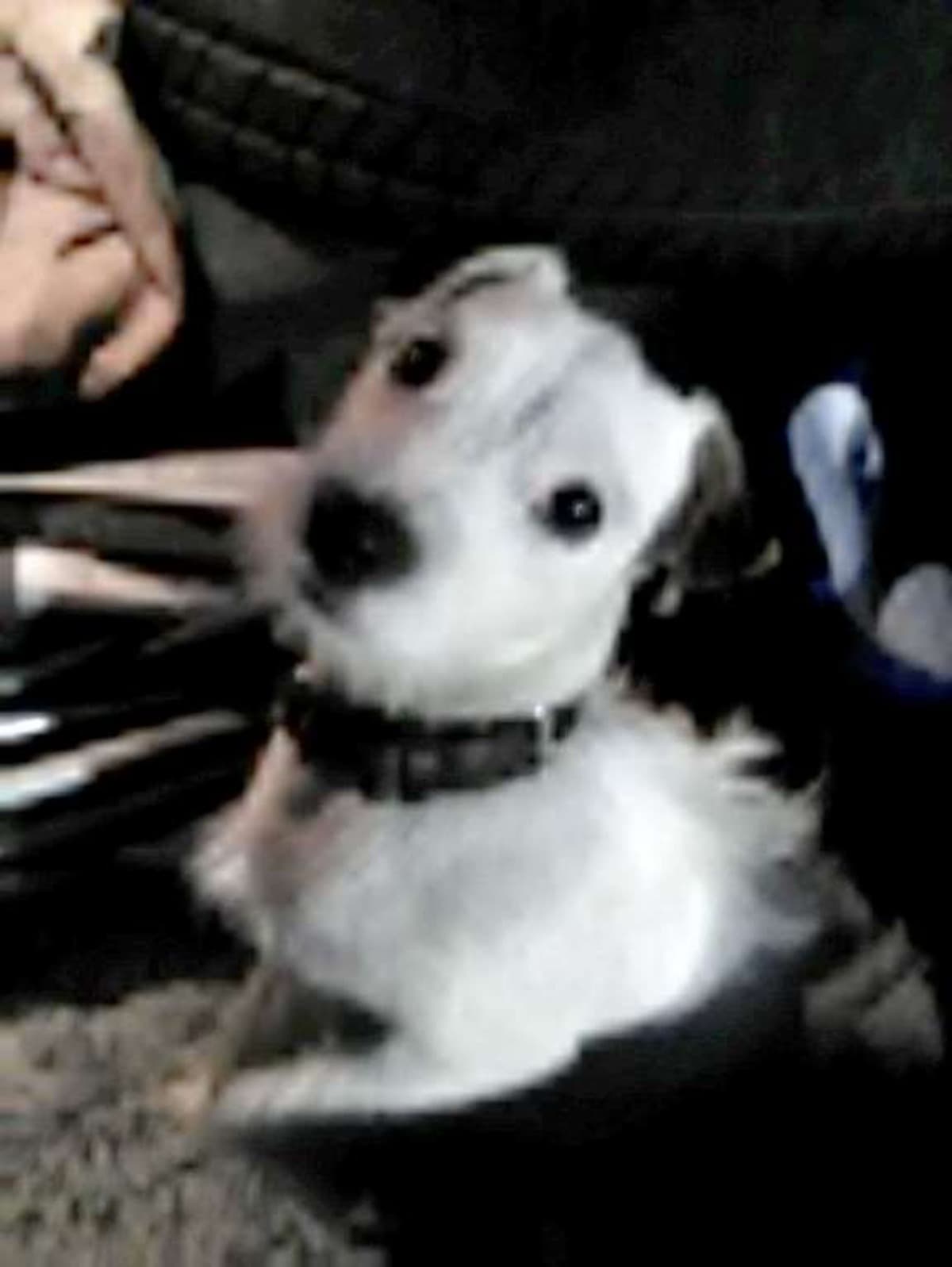 HomelessManAndHisDog