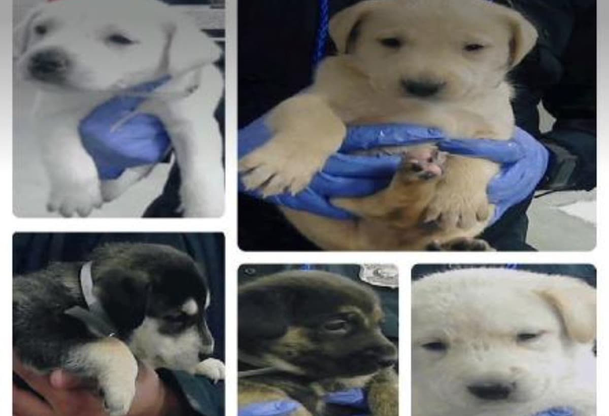 HelpLunaAndHerPuppies