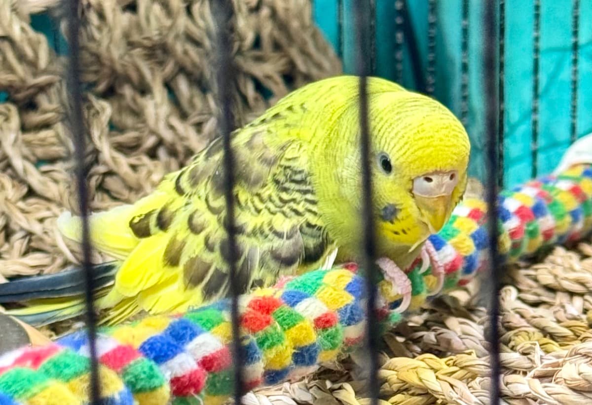 IgorTheDisabledBudgie