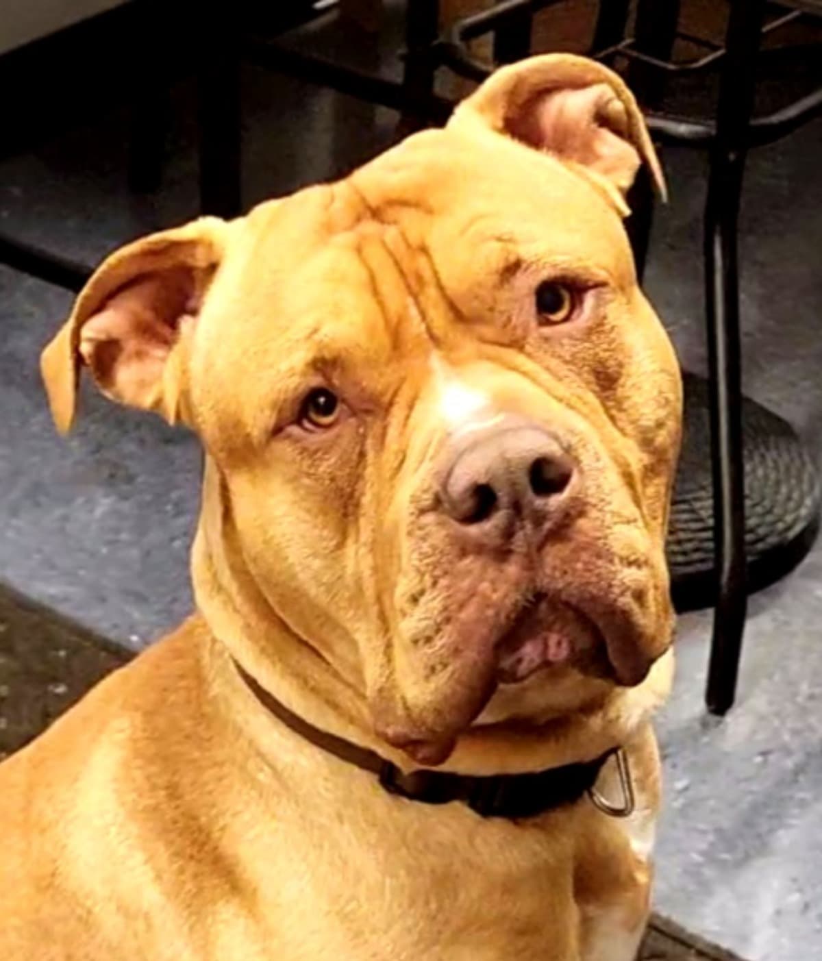 HelpingJaxAndHisPawrents