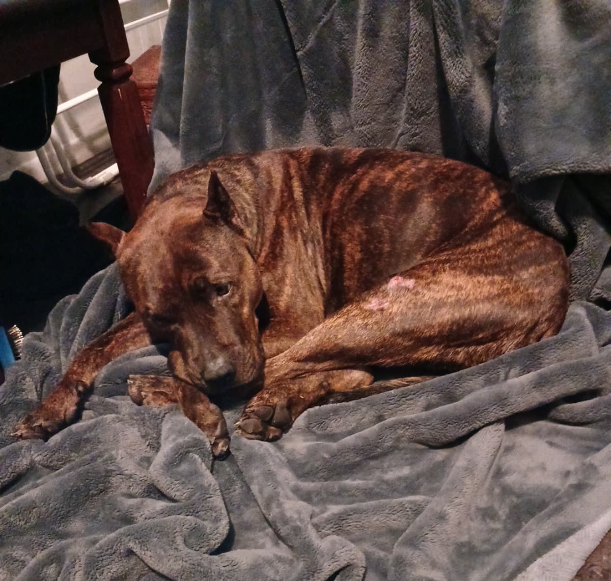 HelpRoscoGetToTheVet