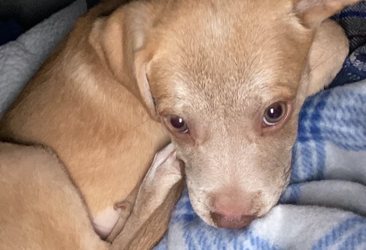 ToGetFullTreatmentForMyDo