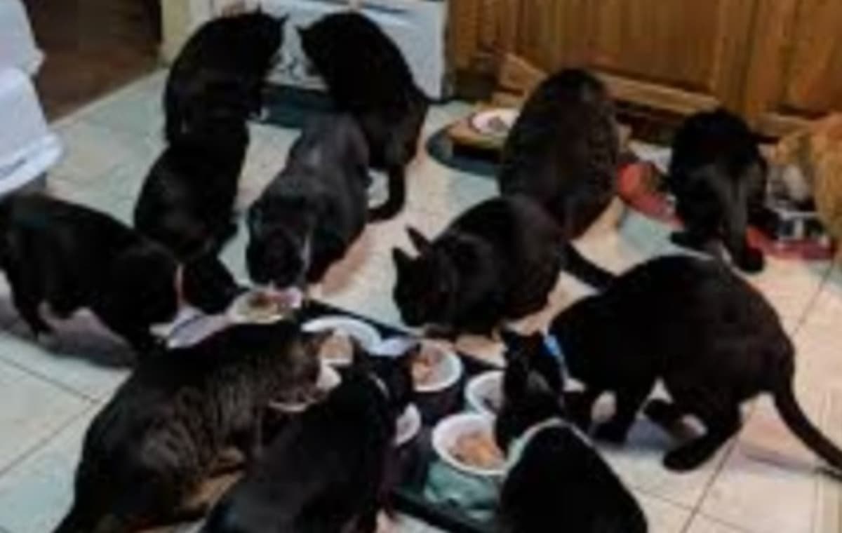LifeChangingHelpForRescues