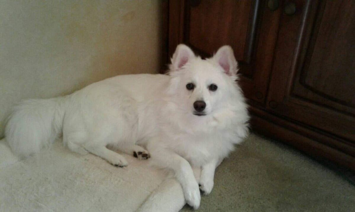 FlurryWasAttackedByALooseDog